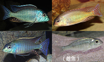 Lethrinops marginatus (Senga Bay)-红翅马天尼珍珠（森加湾型）_万宝