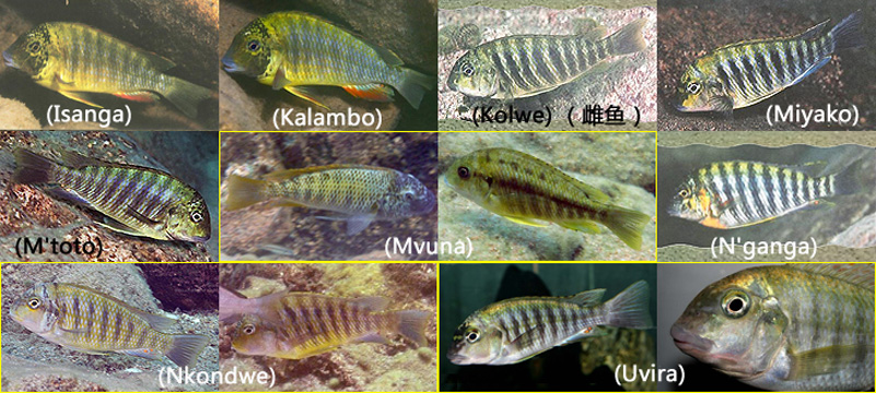 simochromis diagramma-图形斑马鼻蝶_万宝鱼的三湖慈鲷世界